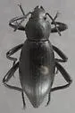 Eleodes gracilis - photo 2