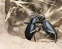 Eleodes gracilis - photo 3