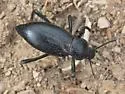 Eleodes gracilis - photo 4