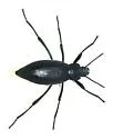 Eleodes gracilis - photo 5