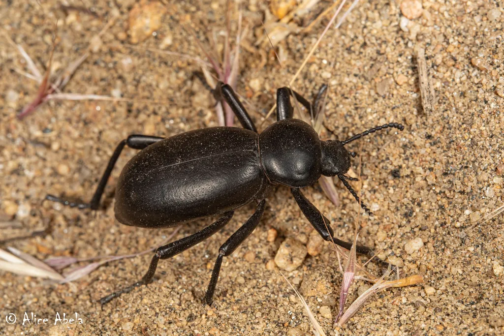 Eleodes grandicollis - Eleodes grandicollis