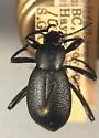 Eleodes granulata - photo 2