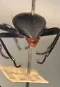 Eleodes granulata - photo 3