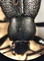 Eleodes granulata - photo 4