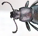 Eleodes granulata - photo 5