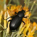 Eleodes humeralis - Eleodes humeralis