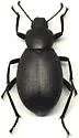 Eleodes humeralis - photo 4