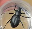 Eleodes humeralis - photo 5
