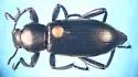 Eleodes inornata - photo 2