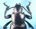 Eleodes inornata - photo 3