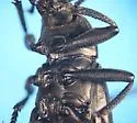 Eleodes inornata - photo 4