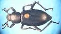 Eleodes inornata - photo 5
