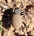 Eleodes leechi - Eleodes leechi