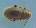 Eleodes littoralis - Eleodes littoralis