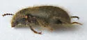 Eleodes littoralis - photo 2