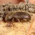 Eleodes littoralis - photo 3