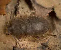 Eleodes littoralis - photo 5