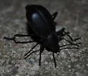 Eleodes madrensis - Eleodes madrensis
