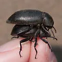 Eleodes marginata - photo 3