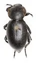 Eleodes marginata - photo 4