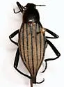 Eleodes mirabilis - photo 2