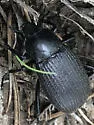 Eleodes neomexicana - Eleodes neomexicana