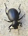 Eleodes neotomae - Eleodes neotomae