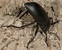 Eleodes nigrina - Eleodes nigrina
