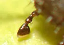 Eleodes nigropilosa - Eleodes nigropilosa