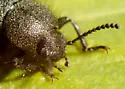 Eleodes nigropilosa - photo 2