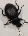 Eleodes nigropilosa - photo 4