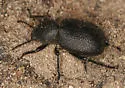 Eleodes novoverrucula - photo 2