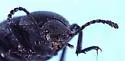 Eleodes novoverrucula - photo 3