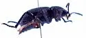 Eleodes novoverrucula - photo 4