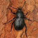 Eleodes novoverrucula - photo 5