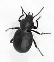 Eleodes nunenmacheri - Eleodes nunenmacheri