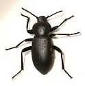 Eleodes orophila - Eleodes orophila