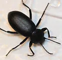 Eleodes orophila - photo 2