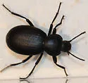 Eleodes orophila - photo 3