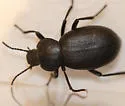Eleodes orophila - photo 4