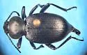 Eleodes orophila - photo 5