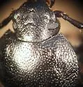 Eleodes parvicollis - Eleodes parvicollis