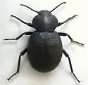 Eleodes parvicollis - photo 2
