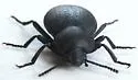Eleodes parvicollis - photo 3