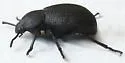 Eleodes parvicollis - photo 4