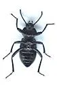 Eleodes patulicollis - photo 2