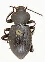 Eleodes patulicollis - photo 4