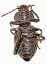 Eleodes patulicollis - photo 5