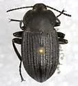 Eleodes pedinoides - photo 5