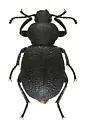 Eleodes pimelioides - Eleodes pimelioides
